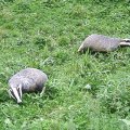 PIC_0061
