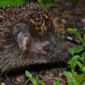 DSC_0046