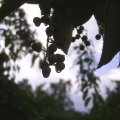 PIC_0070