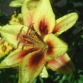 PIC_0098