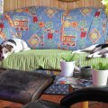 IMG_0091